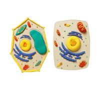 Hands on Biology Learning Set Wood Cell Model Assembly with Detachable Part for Students Teachers Science Projects Biology Cell Clay Craft Set