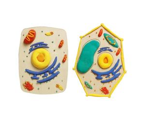 Hands on Biology Learning Set Wood Cell Model Assembly with Detachable Part for Students Teachers Science Projects Science Project Materials