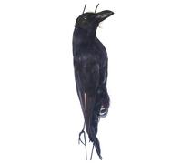 Hanging Dead Crow Bird Scarer - Realistic Hanging Dead Crow | Halloween Black Feathered Crows | Get Rid Of Crows | Raven Halloween Prop | Raven Deterrents For Garden Decoration Scaring Birds Away