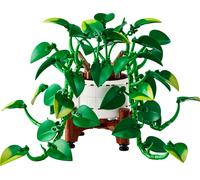 Hanging Golden Pothos