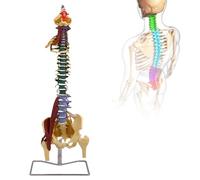 Hanging Human Spine Model - 85CM Flexible Spine with Muscles, 1:1 Scale, Differentiates Cervical, Lumbar, Thoracic Regions, Includes Ligaments