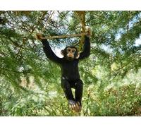 Hanging Monkey Garden Ornament, Decorative Tree Rope Monkey, Indoor Outdoor Safari Decor (Hanging Monkey)
