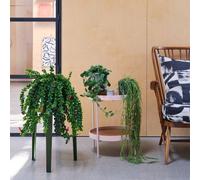 Hanging Potted House Plant Bundle
