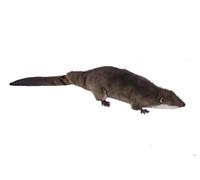 Hansa 7374 Giant Otter Shrew Pup 45cmL