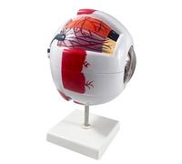 Haobase 6X Enlarged Human Eye Anatomy Model, Magnified Eyeball with Detachable Bracket