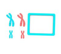 Haofy Meiosis Chromosome Model DNA Kit, Plastic Display Board 16x13.2x2cm (LX6601)