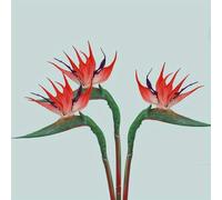 HAOSHICS 3pcs Artificial Bird Of Paradise Flowers Rubber Strelitzia 24.5'' Long Stem Flower Suitable For DIY Home Decor Party Theme Display Fall Decor (3pcs-Red)