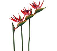 HAOSHICS 3Pcs Artificial Heaven Bird Flowers,Fake Bird of Paradise Strelitzia,Faux Silk Plants for Home Office Wedding Table Centerpeice Decor (large, red)