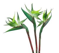 HAOSHICS 3Pcs Artificial Heaven Bird Flowers,Fake Bird of Paradise Strelitzia,Faux Silk Plants for Home Office Wedding Table Centerpeice Decor (small, green)
