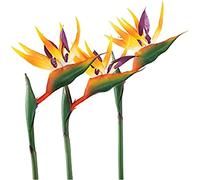 HAOSHICS 3Pcs Artificial Heaven Bird Flowers,Fake Bird of Paradise Strelitzia,Faux Silk Plants for Home Office Wedding Table Centerpeice Decor (large, yellow)