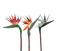 HAOSHICS 3Pcs Artificial Heaven Bird Flowers,Fake Bird of Paradise Strelitzia,Faux Silk Plants for Home Office Wedding Table Centerpeice Decor (small, 3 color)