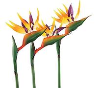 HAOSHICS 6Pcs Artificial Heaven Bird Flowers,Fake Bird of Paradise Strelitzia,Faux Silk Plants for Home Office Wedding Table Centerpeice Decor (Orange Large)