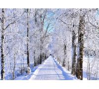 Haosphoto Merry Christmas Backdrop for Photography 6X4FT Heavy Snow Backdrops Winter Wonderland Tropical Forest Trees Xmas Background for Happy New Year's Eve Party Photo Studio Props Vinyl 2414