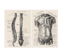Haowul Human Anatomy Artwork Medical Wall Picture 2pcs Vintage Muscle Skeleton Poster Nordic Canvas Print Education Painting Home Decor