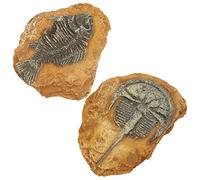HAPINARY 2pcs Creative Reptile Box Ornaments Vivid Resin Fossil Landscape for Lizard Terrarium Pet Habitat Accessories for Spiders Hamsters