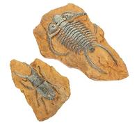 HAPINARY 2pcs Fossil Ornaments Reptile Accessories Snake Box Decor Lizard Gecko Pet Landscape