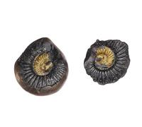 happiness hub Very Rare Natural Shaligram 10 CM Salagrama Stone Gandaki River Nepal Lakshmi Narayan shaligram from gandki River