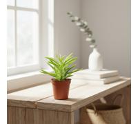 Happy Bean Pot Size 5.5 Cm Height 10 Eromia Indoor Houseplant