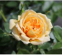 Happy Birthday Floribunda Rose Cream Blooms In 5.5L Pot Garden Plant