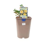 Happy Birthday Floribunda Rose - Cream Blooms in 5.5L Pot - No Container