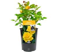 HAPPY BIRTHDAY ROSE - Happy Birthday Rose Bush
