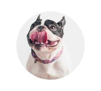 Happy Curious Dog French Bulldog,Acrylic Fridge Magnets Sticker Whiteboard Magnets for Kitchen and Furniture Decoration,Round Shape