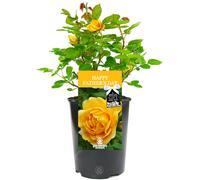 Happy Father's Day Rose - Gift for Dad - Live Rose Bush Plant