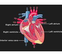 Happy Heart, Healthy Heart