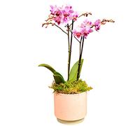 Happy Planting UK Phalenopsis Plant, Pot Included, House Live Potted Twin Spiked Orchid Phalaenopsis Perfect, Pink