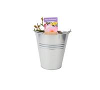 Happy Retirement Rose Pale Peach Flowers, 55L Pot Gift Rose Garden Plant