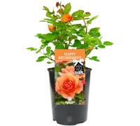 Happy Retirement Rose - Retirement Gift - Live Rose Bush Plant