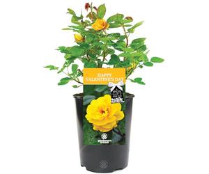 Happy Valentine's Day Rose Plant - Live Valentine Rose with Yellow Blooms - Romantic Living Gift with Personalized Card - Long-Lasting Alternative to Cut Flowers (Yellow, 20-25cm Height)