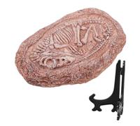 Happyyami Real Fossil Trilobite Dinosaur Specimen Paleontology Ornaments for Reptile Lovers