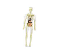 harayaa 19x Transparent Human Body Model Detailed Skeleton 3D Biological Structure Kit Science Kit for Teacher, style B