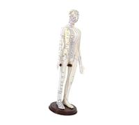harayaa Acupuncture Model Chinese Medical Meridians with Base Study Versatile Height 20 inch with English Points Human Body Model, Female Soft