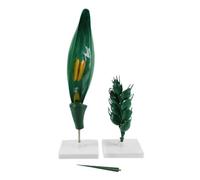 harayaa Botanical Teaching Aid Flower Model Plant Kit Classroom Demonstration Set With Clear Structural Accuracy PVC Construction With Pointer suitable