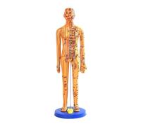 harayaa Chinese Medical Model,Full Body Clear Identification PVC PVC Human Acupoint Model Height 15.7inch for Beginner, Copper
