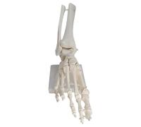 harayaa Life Size Movable Foot Skeleton Model Articulated Joints for Students Realistic PVC 30.5x11x17cm Teaching Tool