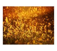 Hard Difficult Challenging Puzzle for Teens 500pc Jigsaw Puzzles-Alopecurus,grass,glow 52x38cm