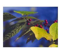 Hard Difficult Challenging Puzzle for Teens 500pc Jigsaw Puzzles-Berries,branch,leaves 52x38cm