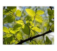 Hard Difficult Challenging Puzzle for Teens 500pc Jigsaw Puzzles-Branch,leaves,tree 52x38cm
