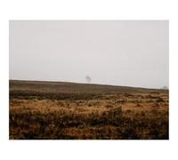 Hard Difficult Challenging Puzzle for Teens 500pc Jigsaw Puzzles-Field,tree,alone 52x38cm