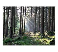 Hard Difficult Challenging Puzzle for Teens 500pc Jigsaw Puzzles-forests,the,rays,of,the,sun,trees 52x38cm
