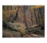 Hard Difficult Challenging Puzzle for Teens 500pc Jigsaw Puzzles-forests,trees,rocks 52x38cm
