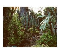 Hard Difficult Challenging Puzzles for Adults 1000pc Puzzle-Arboretum,garden,cacti 70x50cm