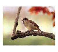 Hard Difficult Challenging Puzzles for Adults 1000pc Puzzle-Bird,sparrow,branch 70x50cm