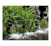 Hard Difficult Challenging Puzzles for Adults 1000pc Puzzle-Branch,green,water 70x50cm