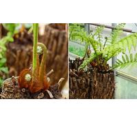 Thompson & Morgan Australian Fern Tree - Dicksonia Antarctica - 2 Litre Potted Plant X 1
