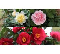 Hardy Camelia Collection: Camellia 1001 Summer Nights Jasmine 1.6 Litre Pot/Two