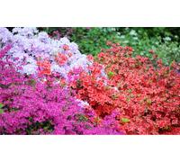 Hardy Dwarf Azaleas Collection Plants: White/One